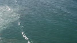 5K aerial stock footage orbit seals and seagulls in the ocean, Moss Landing, California Aerial Stock Footage | AXSF15_114