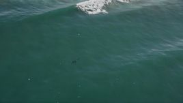5K aerial stock footage of seagulls and seals swimming in the ocean, Moss Landing, California Aerial Stock Footage | AXSF15_115