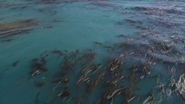 5K aerial stock footage flying away from floating kelp, Pacific Ocean, Big Sur, California Aerial Stock Footage | AXSF16_079