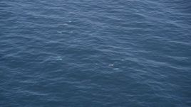 5K aerial stock footage of orbiting around several dolphins swimming in the Pacific Ocean, California Aerial Stock Footage | AXSF16_134