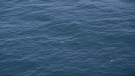 5K aerial stock footage of several dolphins swimming in the Pacific Ocean, California Aerial Stock Footage | AXSF16_135