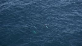5K aerial stock footage of four dolphins swimming in the Pacific Ocean, California Aerial Stock Footage | AXSF16_136