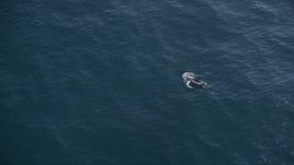 5K aerial stock footage of zooming in on two dolphins swimming in the Pacific Ocean, California Aerial Stock Footage | AXSF16_137