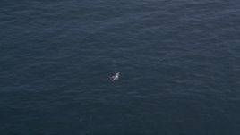 5K aerial stock footage flying over a whale coming up for air, Pacific Ocean Aerial Stock Footage | AXSF16_138