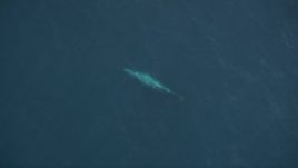 5K aerial stock footage bird's eye view of a whale swimming beneath ocean surface, Pacific Ocean Aerial Stock Footage | AXSF16_139