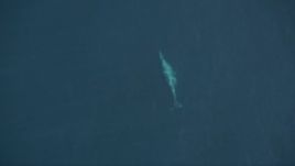 5K aerial stock footage bird's eye of a whale swimming below surface of the Pacific Ocean Aerial Stock Footage | AXSF16_140
