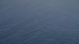5K aerial stock footage of approaching a whale in the Pacific Ocean, California Aerial Stock Footage | AXSF16_142