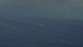 5K aerial stock footage of flying by a whale in the Pacific Ocean, California Aerial Stock Footage | AXSF16_143