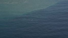 5K aerial stock footage of flying by a whale surfacing in the Pacific Ocean, zoom to a closer view, California Aerial Stock Footage | AXSF16_144