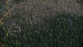 HD stock footage aerial video of a bird's eye view of evergreens and autumn trees in Jackson Hole, Wyoming, twilight Aerial Stock Footage | CAP_002_005