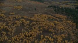HD stock footage aerial video fly over trees with autumn leaves in Jackson Hole, Wyoming, twilight Aerial Stock Footage | CAP_002_013