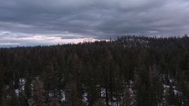 4K stock footage aerial video of slowly flying over a snowy evergreen forest, Inyo National Forest, California Aerial Stock Footage | CAP_019_004