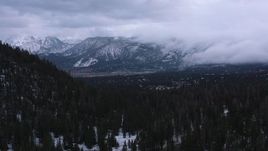 4K stock footage aerial video fly over evergreen forest to approach distant snowy mountains, Inyo National Forest, California Aerial Stock Footage | CAP_019_015