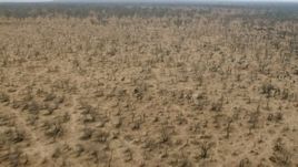 HD stock footage aerial video of approaching a herd of African buffalo in the savanna, Zimbabwe Aerial Stock Footage | CAP_026_032