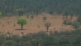 HD stock footage aerial video of flying by and away from green trees in the open savanna, Zimbabwe Aerial Stock Footage | CAP_026_056