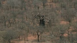 HD stock footage aerial video of orbiting a large tree in the savanna, Botswana Aerial Stock Footage | CAP_026_086