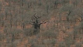 HD stock footage aerial video of circling a tall tree in the savanna, Botswana Aerial Stock Footage | CAP_026_088