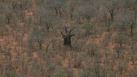 HD stock footage aerial video of circling a large tree in the savanna, Botswana Aerial Stock Footage | CAP_026_089