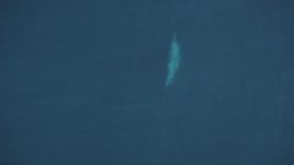 5K Aerial Video Bird's eye view of a whale swimming beneath ocean surface, Pacific Ocean Aerial Stock Footage | DCSF11_041