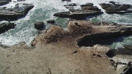 5K aerial stock footage of orbiting seals and sea lions on Año Nuevo Island, California Aerial Stock Footage | DFKSF15_106