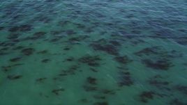 5K aerial stock footage of flying over kelp forests, Santa Cruz, California Aerial Stock Footage | DFKSF15_121
