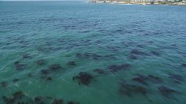 5K aerial stock footage of flying over kelp forests, tilt to reveal coastline, Santa Cruz, California Aerial Stock Footage | DFKSF15_122