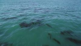 5K aerial stock footage of tilting from kelp forests to a wider view of the ocean, Northern California Aerial Stock Footage | DFKSF15_124