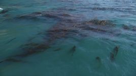 5K aerial stock footage of flying away from kelp in the ocean, Big Sur, California Aerial Stock Footage | DFKSF16_084