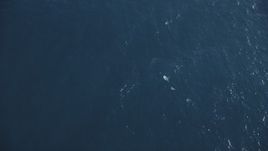 5K aerial stock footage of dolphins swimming in the Pacific Ocean, California Aerial Stock Footage | DFKSF16_132