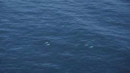 5K aerial stock footage of orbiting around several dolphins swimming in the Pacific Ocean, California Aerial Stock Footage | DFKSF16_134