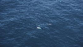 5K aerial stock footage of four dolphins swimming in the Pacific Ocean, California Aerial Stock Footage | DFKSF16_136