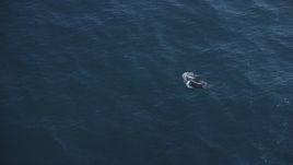 5K aerial stock footage of zooming in on two dolphins swimming in the Pacific Ocean, California Aerial Stock Footage | DFKSF16_137