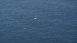 5K aerial stock footage of following a whale swimming in the Pacific Ocean, California Aerial Stock Footage | DFKSF16_138