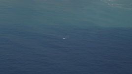 5K aerial stock footage of flying by a whale in the Pacific Ocean, California Aerial Stock Footage | DFKSF16_140