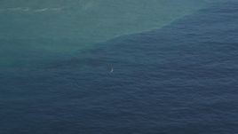 5K aerial stock footage of flying by a whale surfacing in the Pacific Ocean, zoom to a closer view, California Aerial Stock Footage | DFKSF16_142
