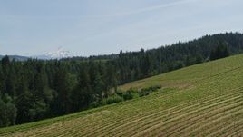 5.7K aerial stock footage of rows of grapevines at Phelps Creek Vineyards and distant Mount Hood in Hood River, Oregon Aerial Stock Footage | DX0001_009_005