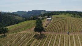 5.7K aerial stock footage of grapevines on hillside Phelps Creek Vineyards in Hood River, Oregon Aerial Stock Footage | DX0001_009_008