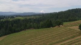 5.7K aerial stock footage fly low over grapevines, with a view of Mt Hood, Hood River, Oregon Aerial Stock Footage | DX0001_015_016