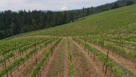 5.7K aerial stock footage of a low altitude view of grapevines, Hood River, Oregon Aerial Stock Footage | DX0001_015_018