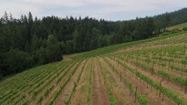5.7K aerial stock footage of flying by rows of grapevines, Hood River, Oregon Aerial Stock Footage | DX0001_015_020
