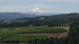 5.7K aerial stock footage fly over grapevines to approach orchards and Mt Hood in the distance, Hood River, Oregon Aerial Stock Footage | DX0001_015_023