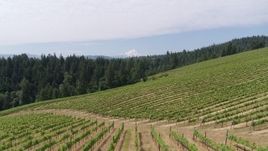 5.7K aerial stock footage fly low over grapevines to approach Mt Hood in the distance, Hood River, Oregon Aerial Stock Footage | DX0001_016_021