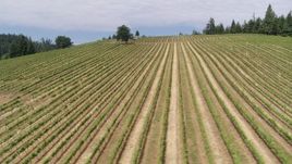 5.7K aerial stock footage of passing long rows of grapevines on a hillside in Hood River, Oregon Aerial Stock Footage | DX0001_016_022