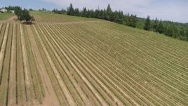 6K drone aerial of passing over long rows of grapevines, Hood River, Oregon Aerial Stock Footage | DX0001_016_025