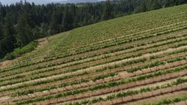 5.7K aerial stock footage of flying over grapevines and panning across the rows in Hood River, Oregon Aerial Stock Footage | DX0001_016_028