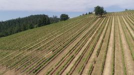 5.7K aerial stock footage pan and flyby rows of grapevines, Phelps Creek Vineyards, Hood River, Oregon Aerial Stock Footage | DX0001_016_029