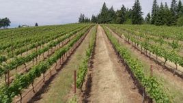 5.7K aerial stock footage of flying low over rows of grapevines, Hood River, Oregon Aerial Stock Footage | DX0001_016_030