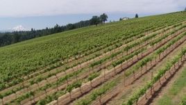 5.7K aerial stock footage of passing a hillside with rows of grapevines and a view of Mt Hood, Hood River, Oregon Aerial Stock Footage | DX0001_016_031