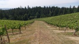 5.7K aerial stock footage of following a path past rows of grapevines, Hood River, Oregon Aerial Stock Footage | DX0001_016_032