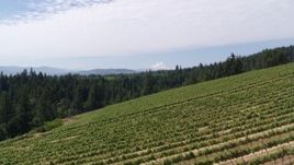 5.7K aerial stock footage low altitude fly over of vineyard on hillside with view of Mt Hood, Hood River, Oregon Aerial Stock Footage | DX0001_017_003
